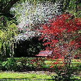 cerisier et erables au jardin du nord.jpg